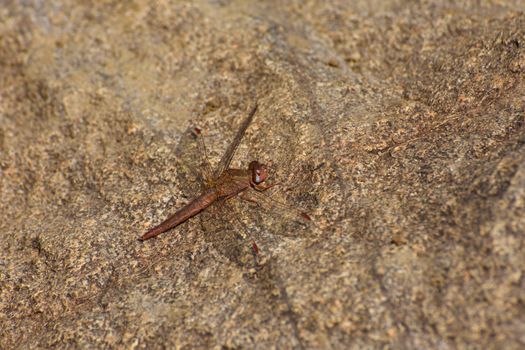 A large female broad scarlet dragonfly (Crocothemis erythraea) on riverside flat granite stone surface, Rustenburg, South Africa