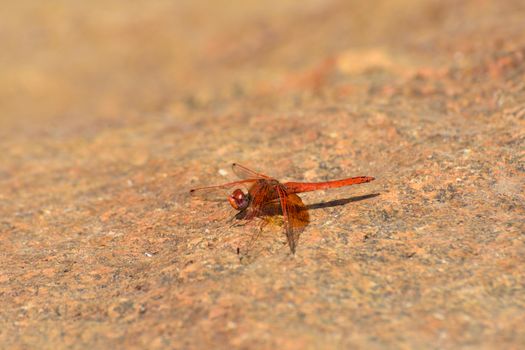 A vibrant red russet dropwing dragonfly (Trithemis pluvialis) on riverside granite stone surface, Rustenburg, South Africa