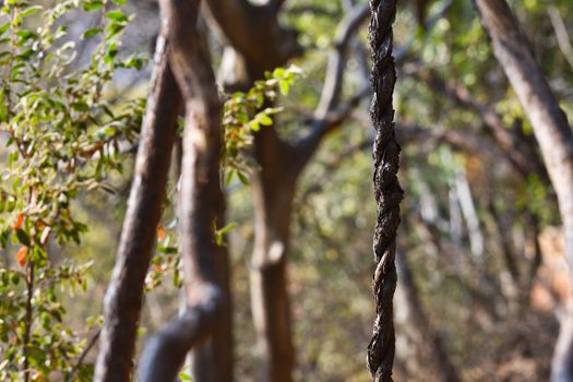 A twisted vine hanging in natural African forest, Rustenburg, South Africa