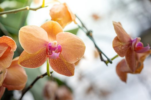 Beautiful blooming orchids in forest, On the bright sunshine