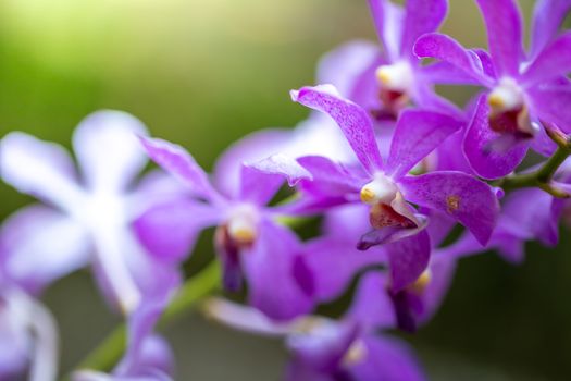 Beautiful blooming orchids in forest, On the bright sunshine