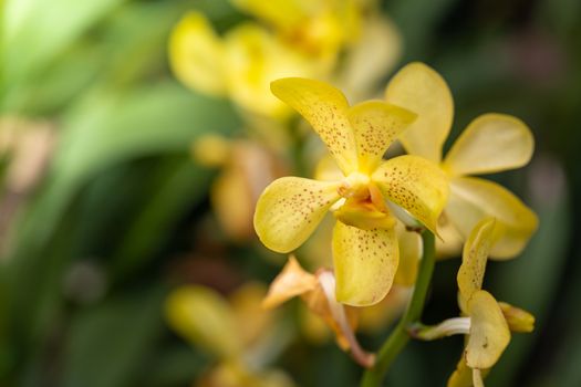 Beautiful blooming orchids in forest, On the bright sunshine