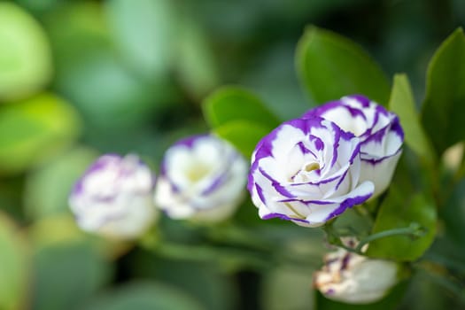 The background image of the colorful flowers, background nature