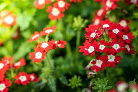 The background image of the colorful flowers, background nature