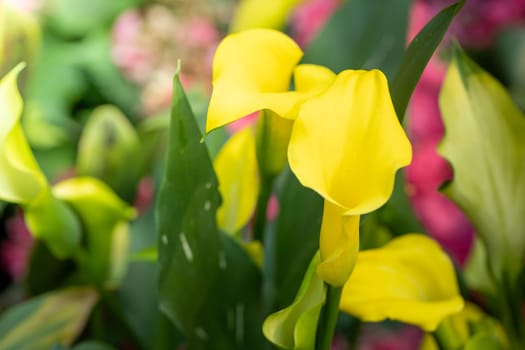 The background image of the colorful flowers, background nature