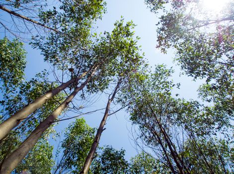 A Low Vantage Point to the sunlight sifting through the  leaves of eucalyptus trees , Looking up to the sky