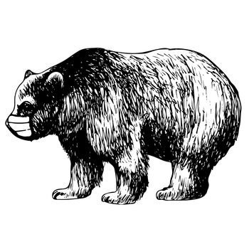 hand drawn illustration of bear with mask on white background