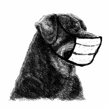 freehand sketch illustration of Rottweiler dog with mask doodle hand drawn