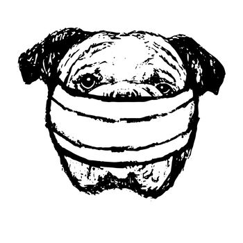 freehand sketch illustration of Bulldog with mask doodle hand drawn