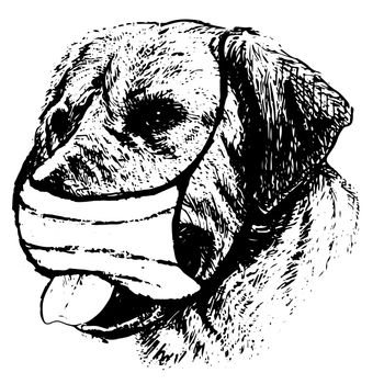 freehand sketch illustration of Labrador Retriever dog with mask doodle hand drawn