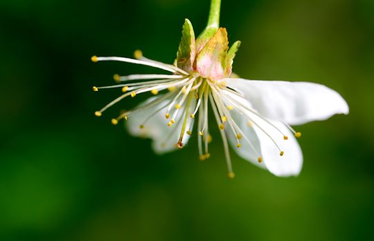 sour cherry tree white flower close detail outdoors