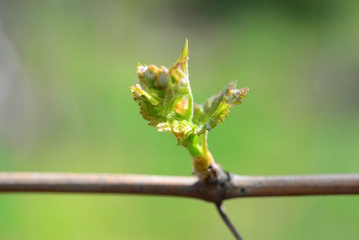 grape vine bud macro Sprout Of Vitis Vinifera