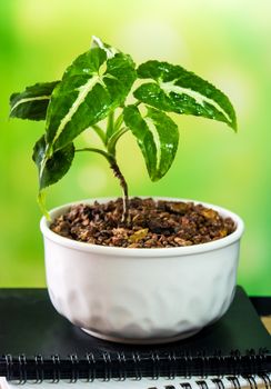 Syngonium wendlandii growing in the small ceramic pot, houseplant for room decoration