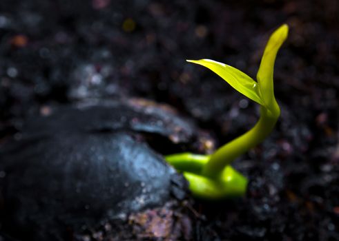 Freshness new life growing from seed, leaves of young plant seedling in nature