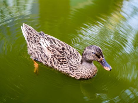 Mallard duck Nap while floating on water