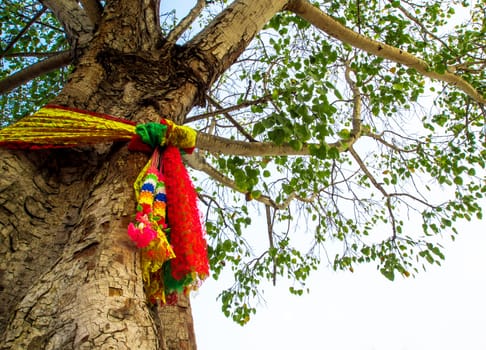 The worship with colored ribbons at the holy bodhi tree