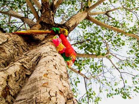 The worship with colored ribbons at the holy bodhi tree