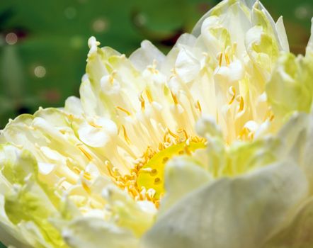 Detail of white lotus blossom flower