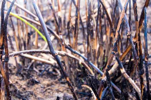 The black scorch of the grass was burn with fire to eliminate in the sugarcane plantation area