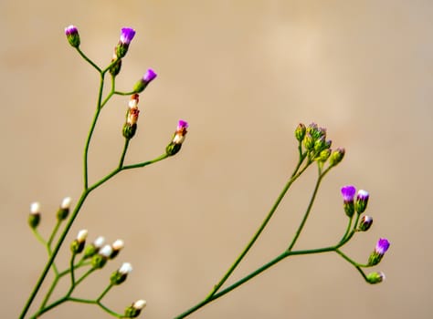 Little Ironweed flower beside the canal