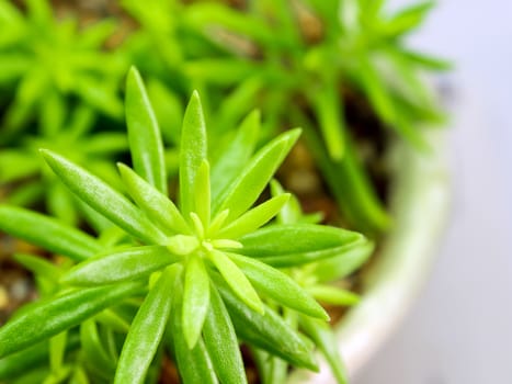 Succulent plant corsican stonecrop, sedum, freshness leaves of sedum reflexum Angelina grow in the ceramic pot