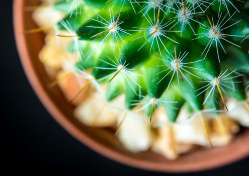 Cactus species Mammillaria isolated on black background