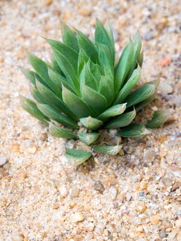 Haworthia Marumiana the succulent plant growing on the gravel