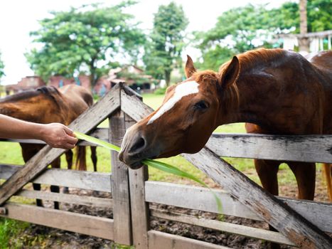 Give grass to healthy horses in a rural farm.