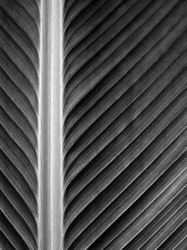 Texture on surface of Cigar plant leaf, black and white background