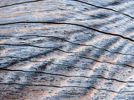 Detail of old stump surface , wood texture