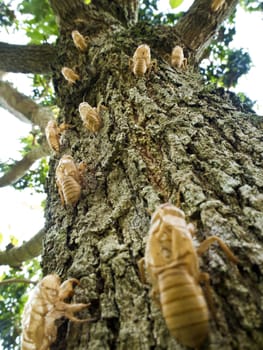 Closeup Molt of Cicada on tree bark