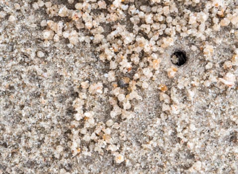 Small crab eating on sand in their holes on the beach