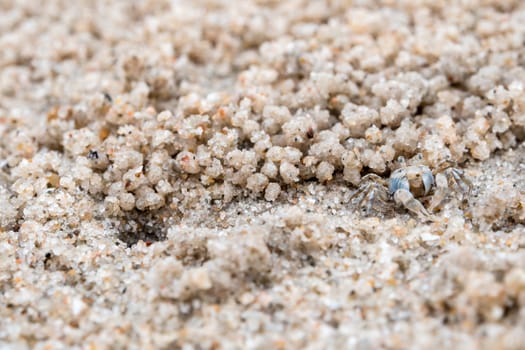 Small crab eating on sand, Close to their holes on the beach