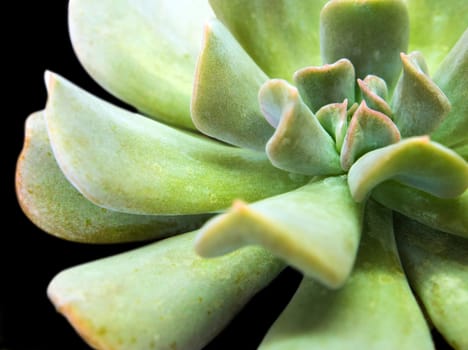 Succulent plant close-up, freshness leaves of Cubic Frost Echeveria Topsy Turvy