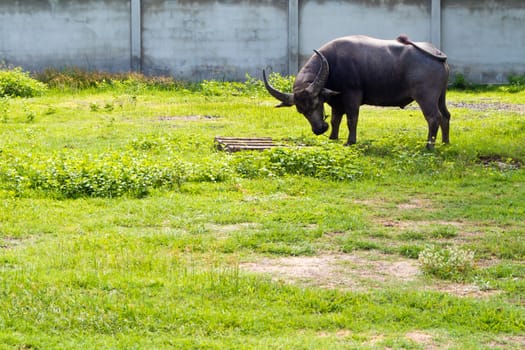 Buffalo frighting with wooden pallet in the countryside