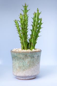 Euphorbia knuthii cactus growing in the small ceramic pot, houseplant for room decoration