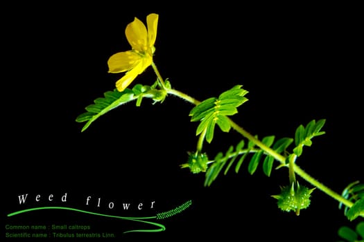 Yellow flower of small caltrops weed, isolated flower on black background with common and scientific name