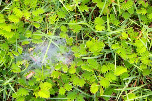 Dew drops on the blade of grass and spider nest on mimosa pudica the sensitive plant meadow