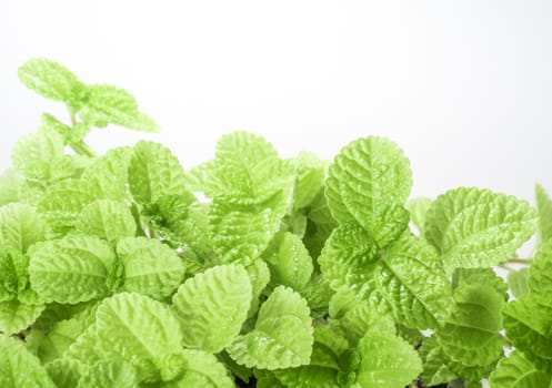 Surface texture on Leaves of ornamental plant as nature background