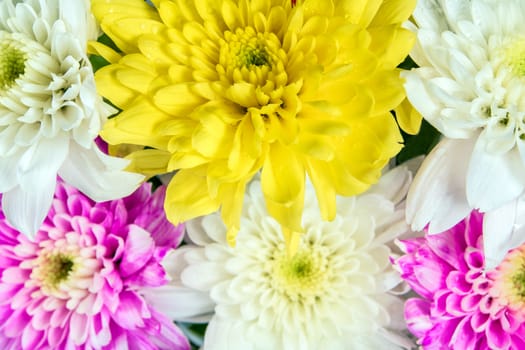 Chrysanthemum pink yellow and white in the flower bouquet