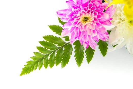 Pink and white chrysanthemum and fern leaves in the flower bouquet