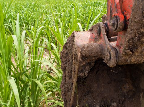 Clay at the bucket of tracked excavator and Sugarcane farm