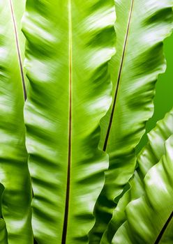 Close up freshness and big leaves of Bird's nest fern (Asplenium nidus) in the tropical garden