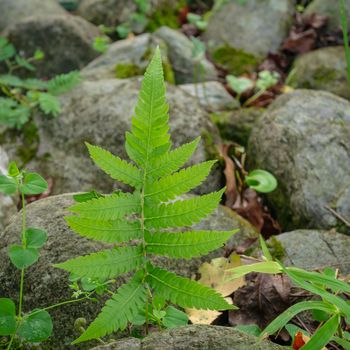 The close up of fresh fern leaf plant on rock in forest background.