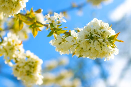 Spring blossom branch in blue sky. Blooming beautiful white flowers on tree branches