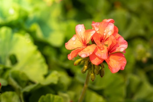 The background image of the colorful flowers, background nature