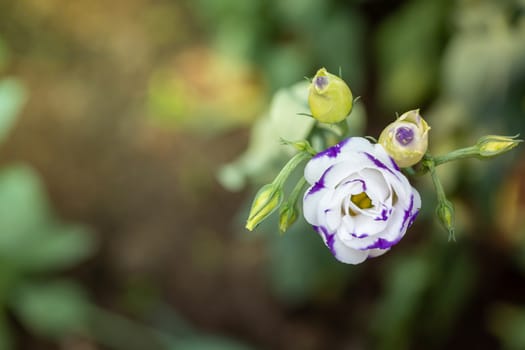 The background image of the colorful flowers, background nature