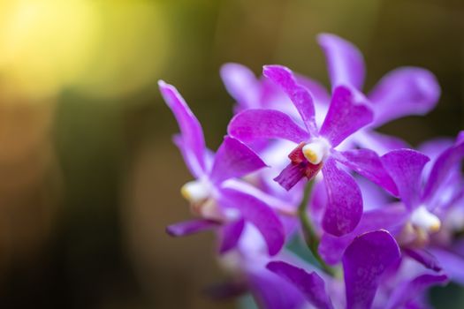 Beautiful blooming orchids in forest, On the bright sunshine