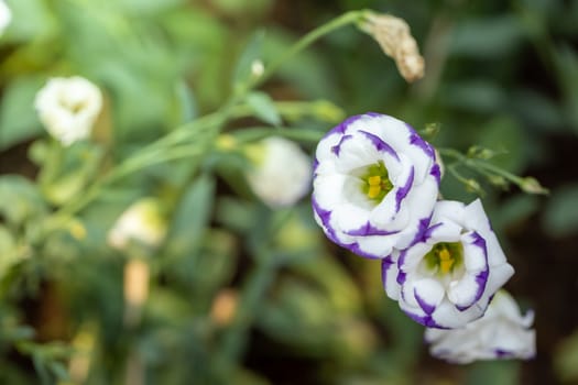 The background image of the colorful flowers, background nature