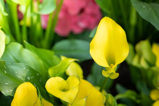 The background image of the colorful flowers, background nature